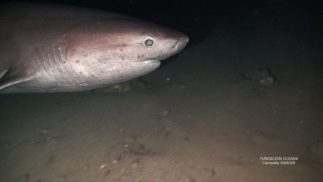 Servicios de Inspección R.O.V.